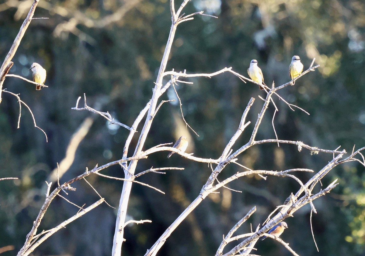 vestkongetyrann - ML646937719