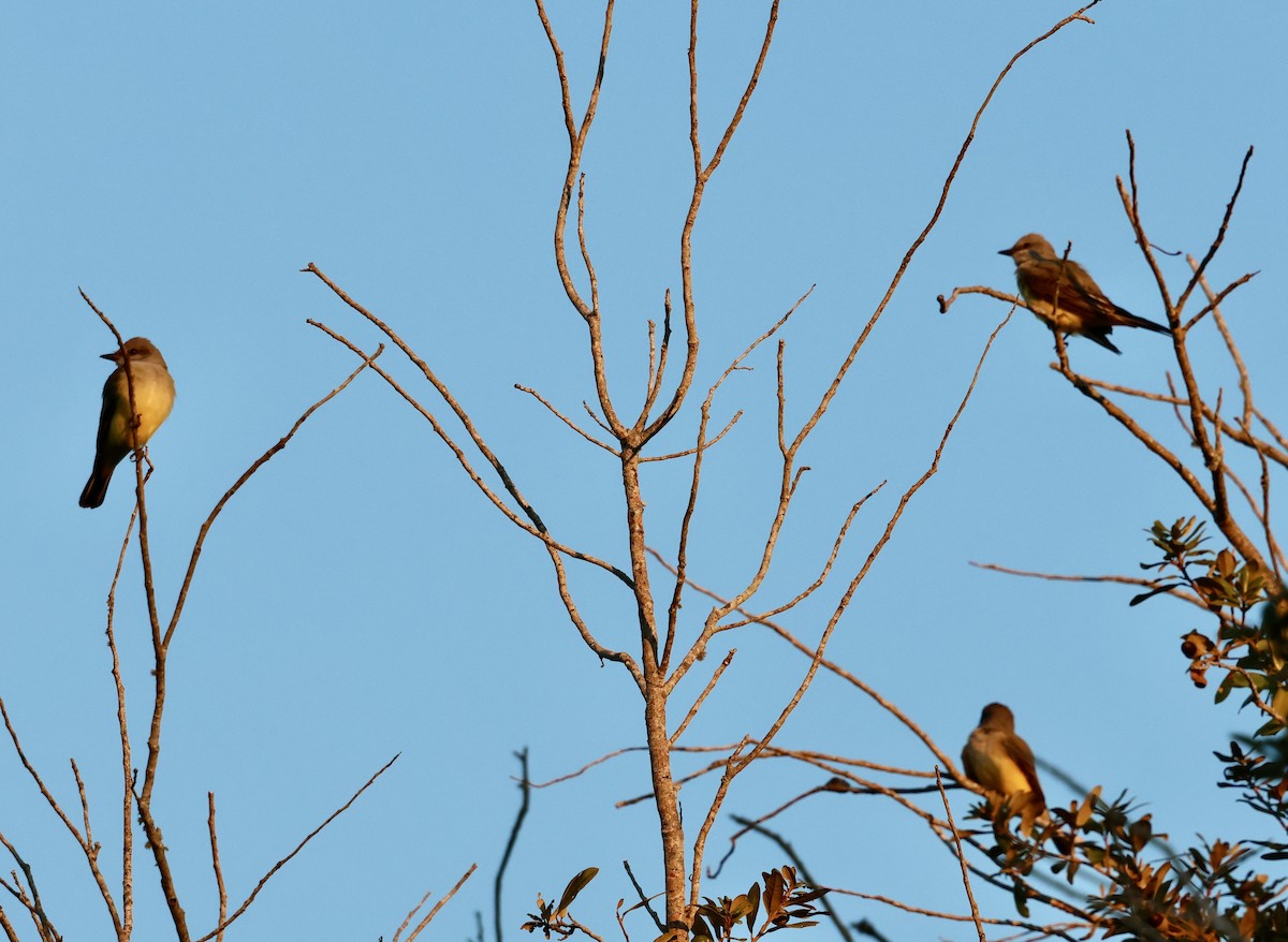 vestkongetyrann - ML646937720