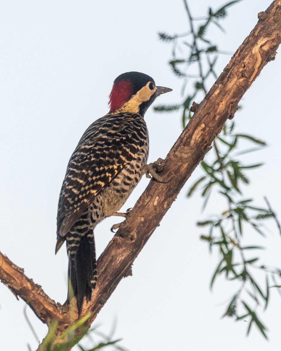 Green-barred Woodpecker - ML646937721