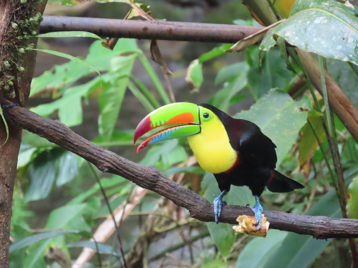Keel-billed Toucan - ML646937729