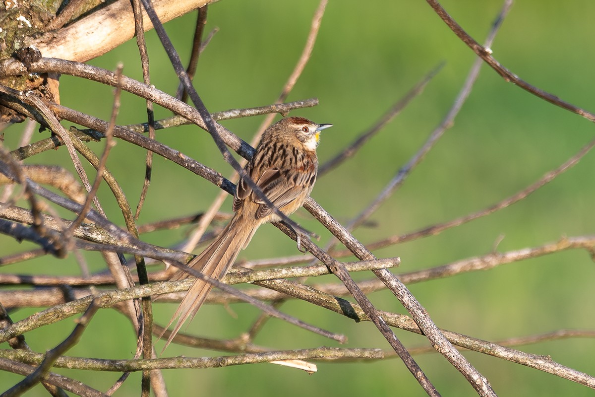 Chotoy Spinetail - ML646937730