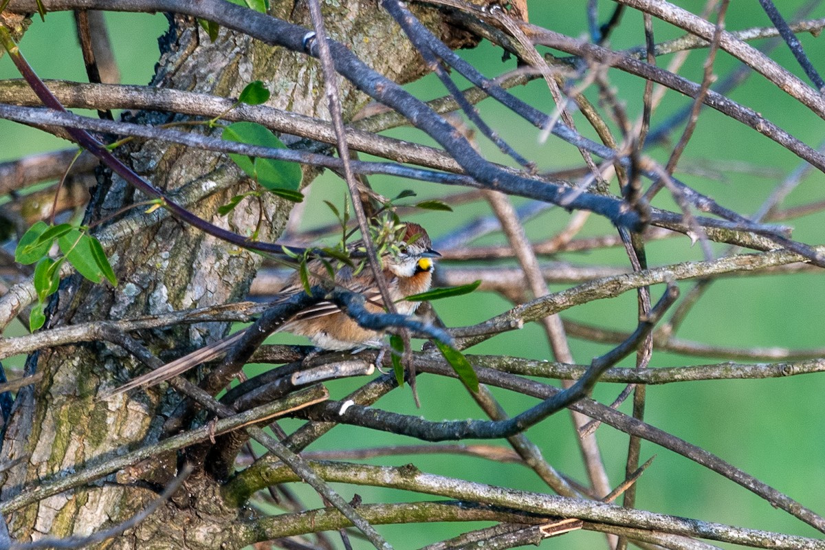 Chotoy Spinetail - ML646937731