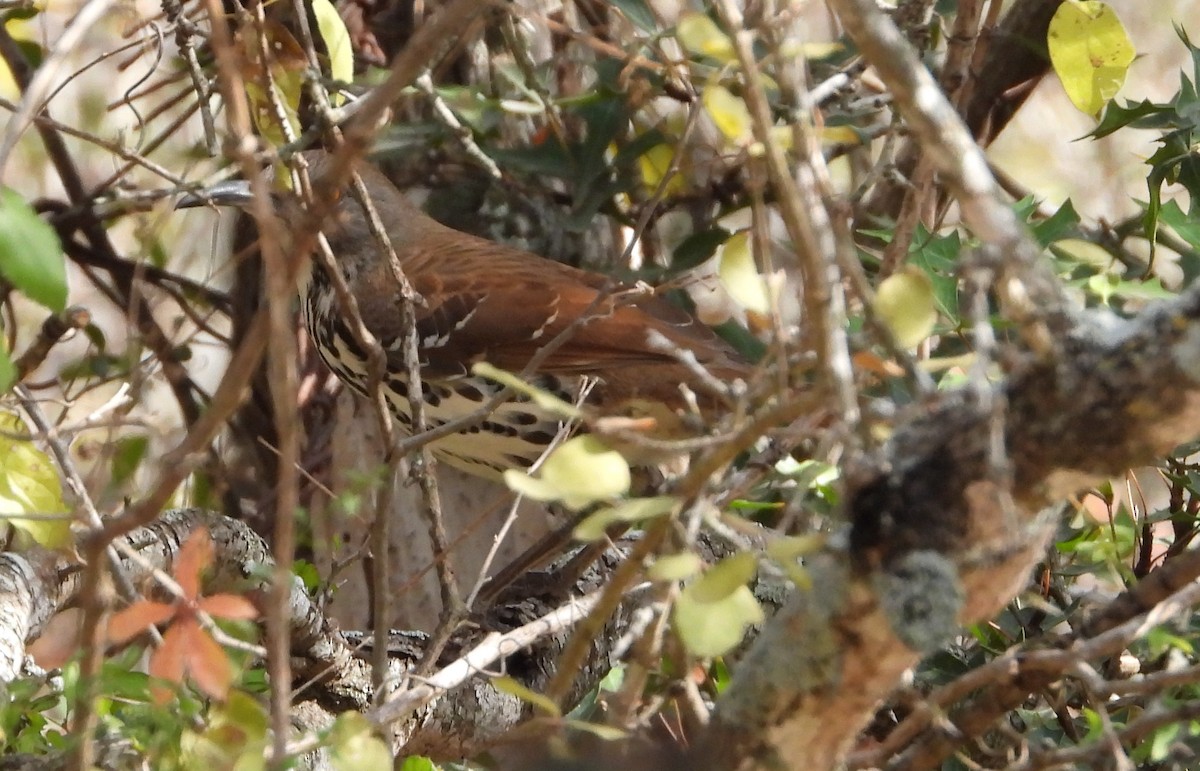 Long-billed Thrasher - ML646937735