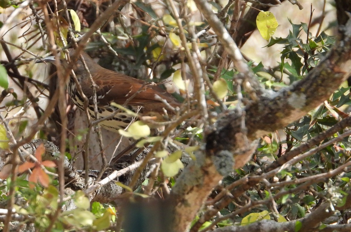 Long-billed Thrasher - ML646937736