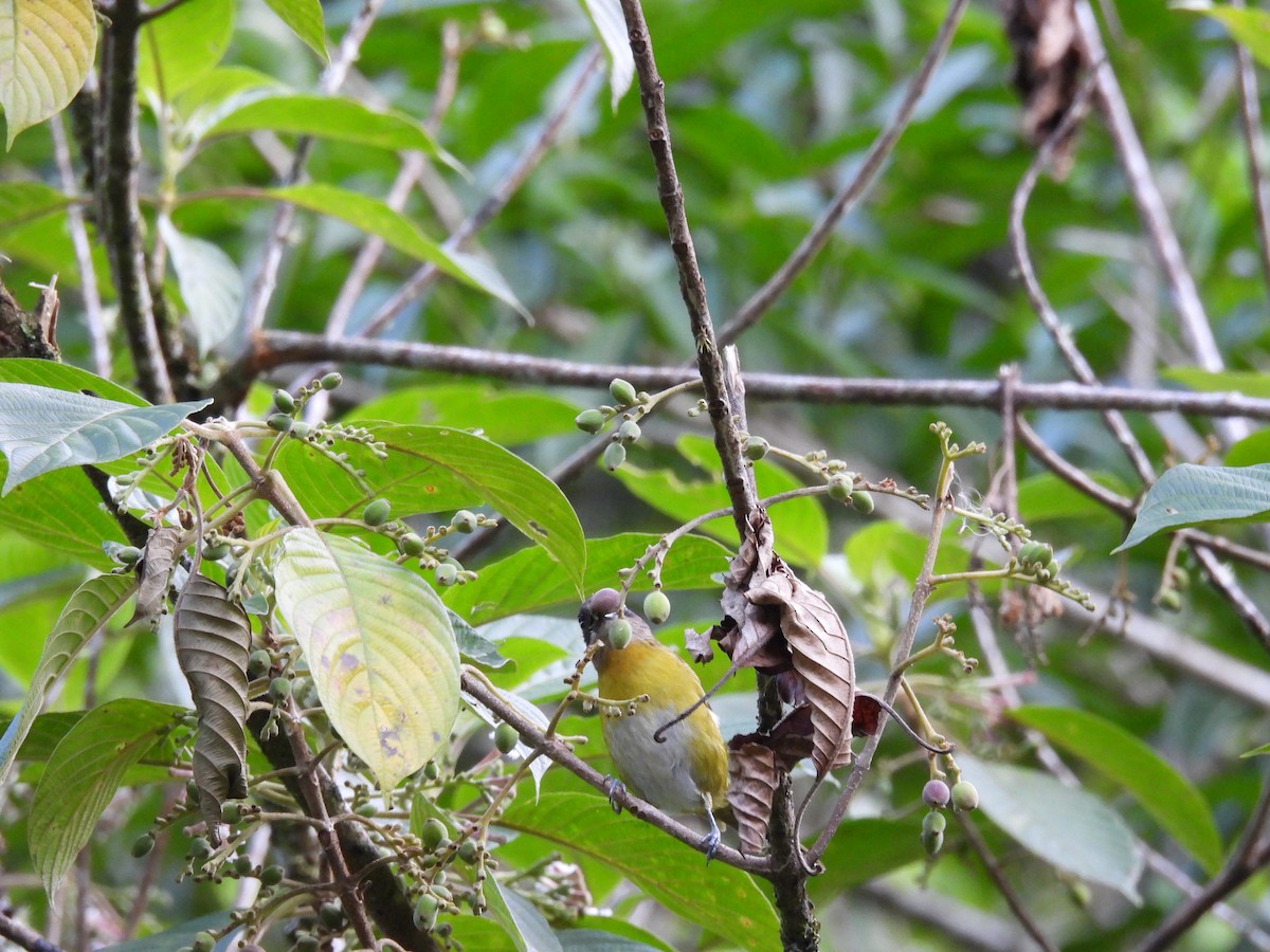 Common Chlorospingus - ML646937739