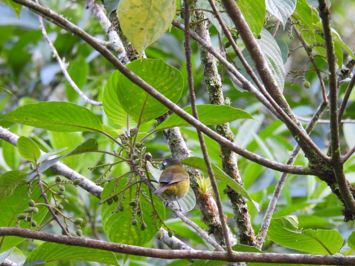 Common Chlorospingus - ML646937740