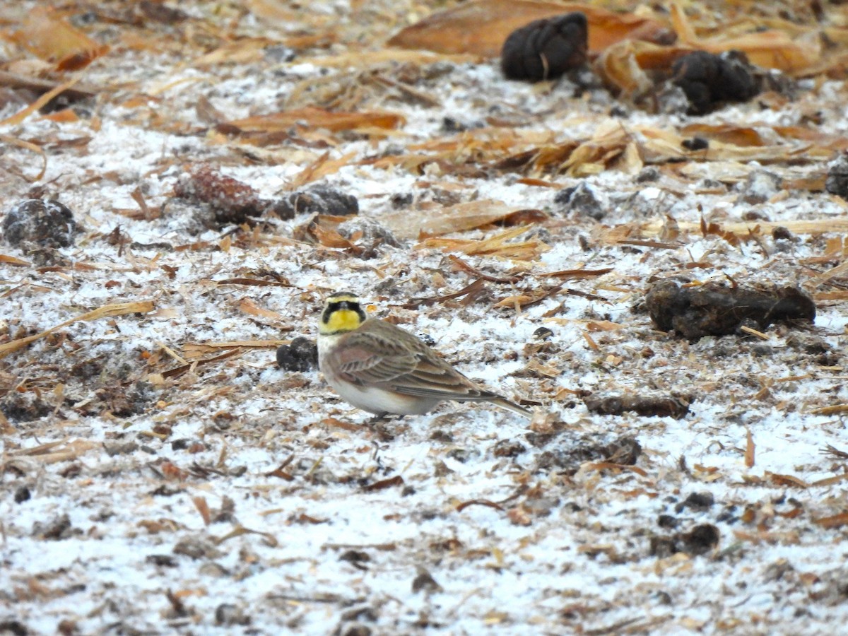 Horned Lark - ML646937750