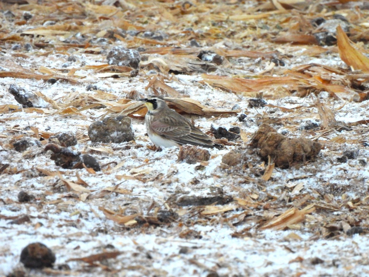 Horned Lark - ML646937751