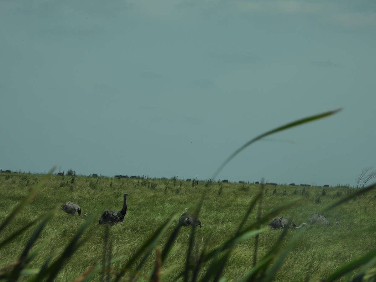 Ñandu nagusia - ML646937753