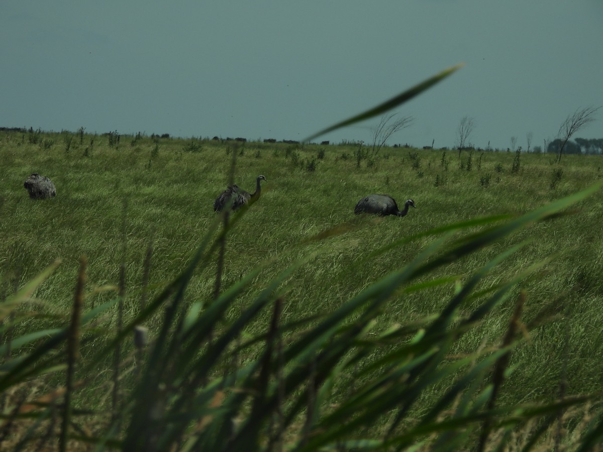 Ñandu nagusia - ML646937754