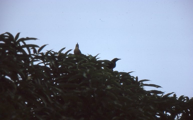 Carib Grackle - ML646937760