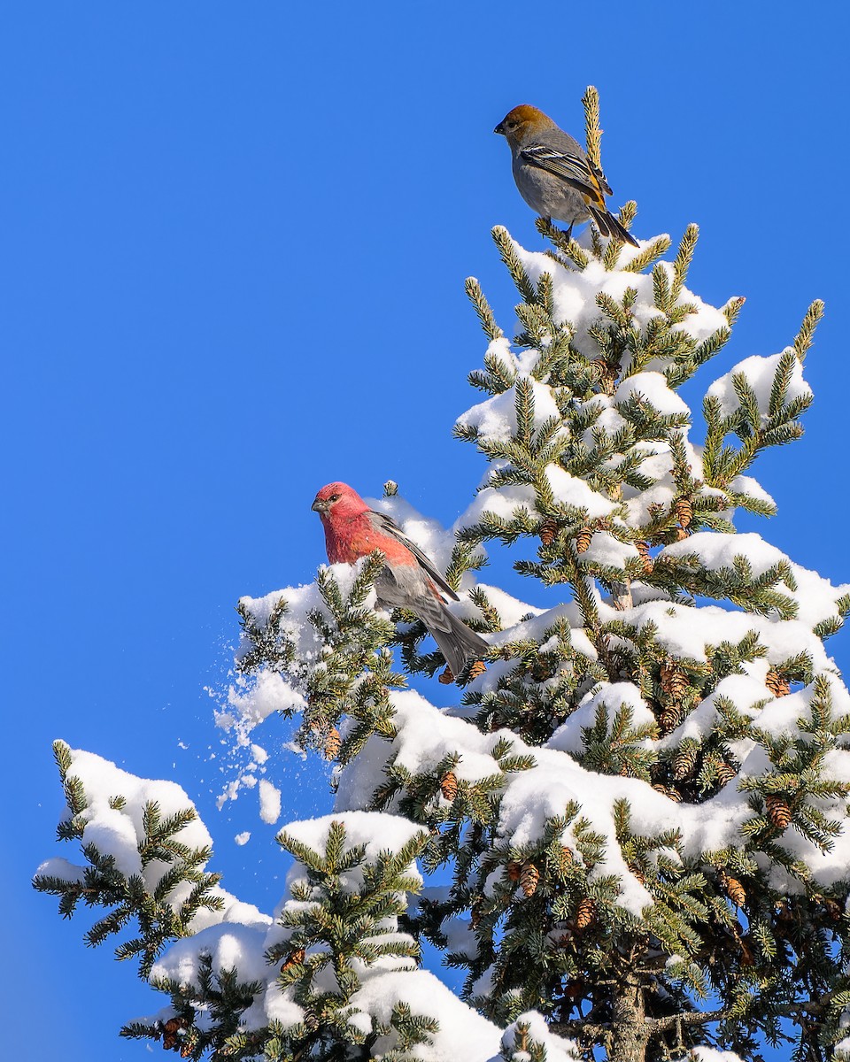 Pinu-gailupa - ML646937761