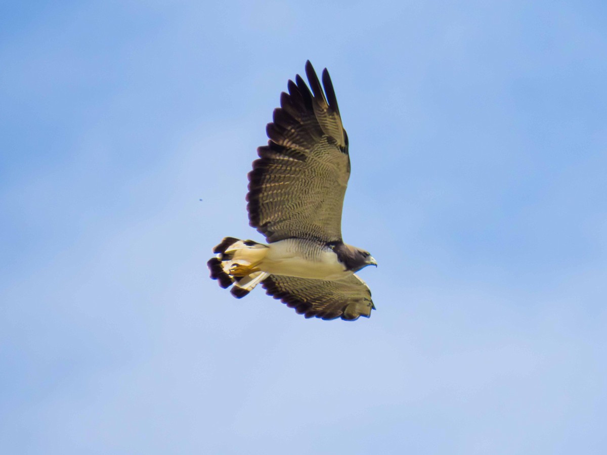 White-tailed Hawk - ML646937763