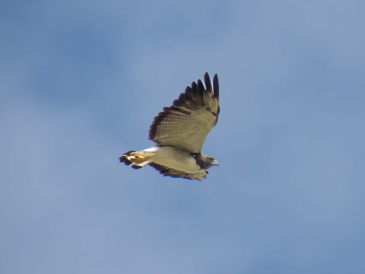 White-tailed Hawk - ML646937764