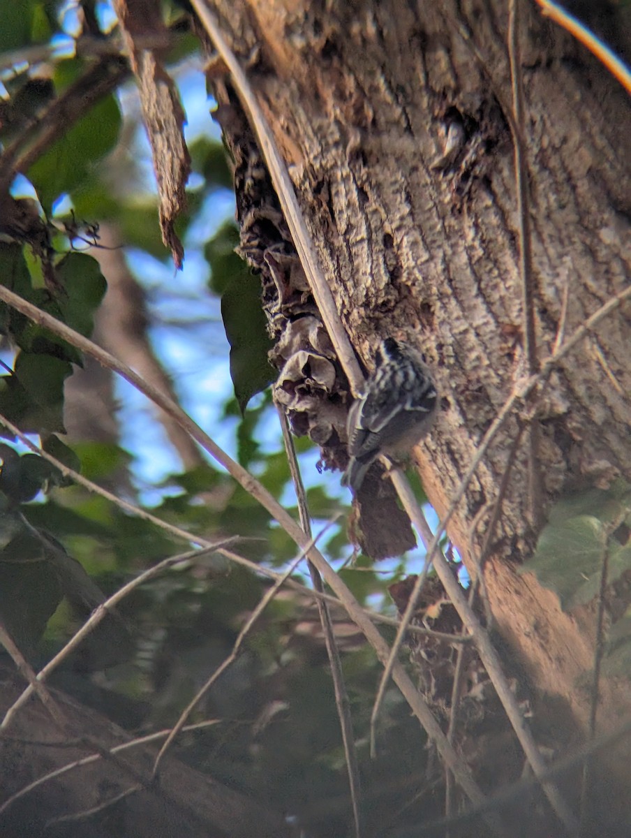 lesňáček černobílý - ML646937767