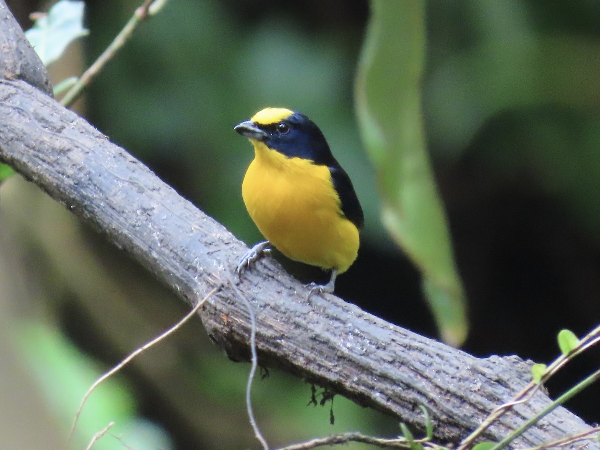 Thick-billed Euphonia - ML646937768