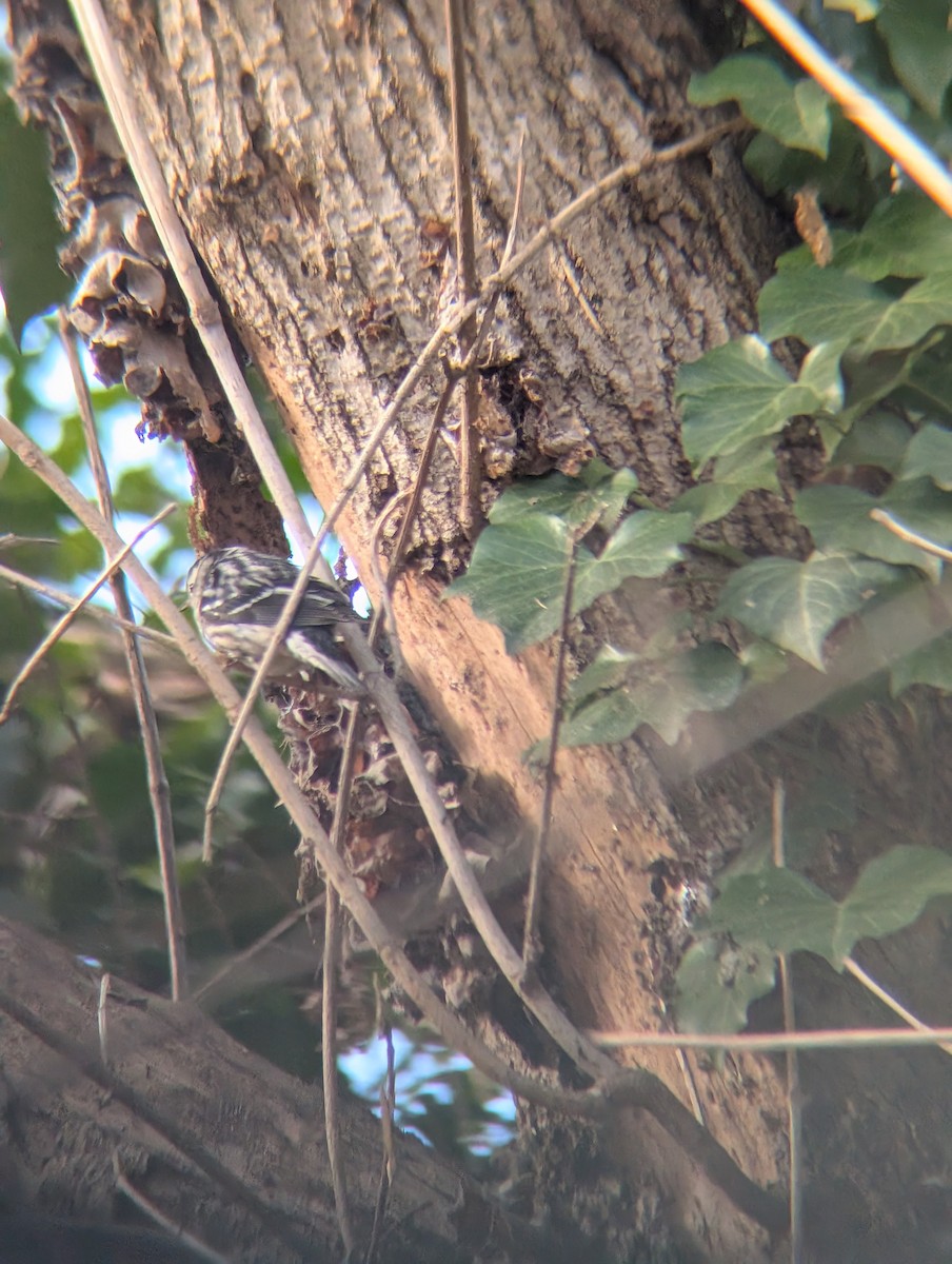 lesňáček černobílý - ML646937769