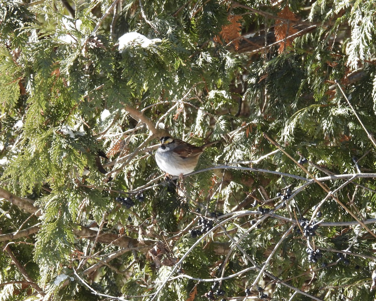 White-throated Sparrow - ML646937770