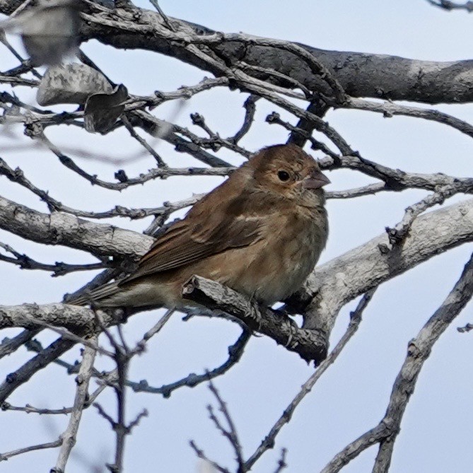 Indigo Bunting - ML646937775