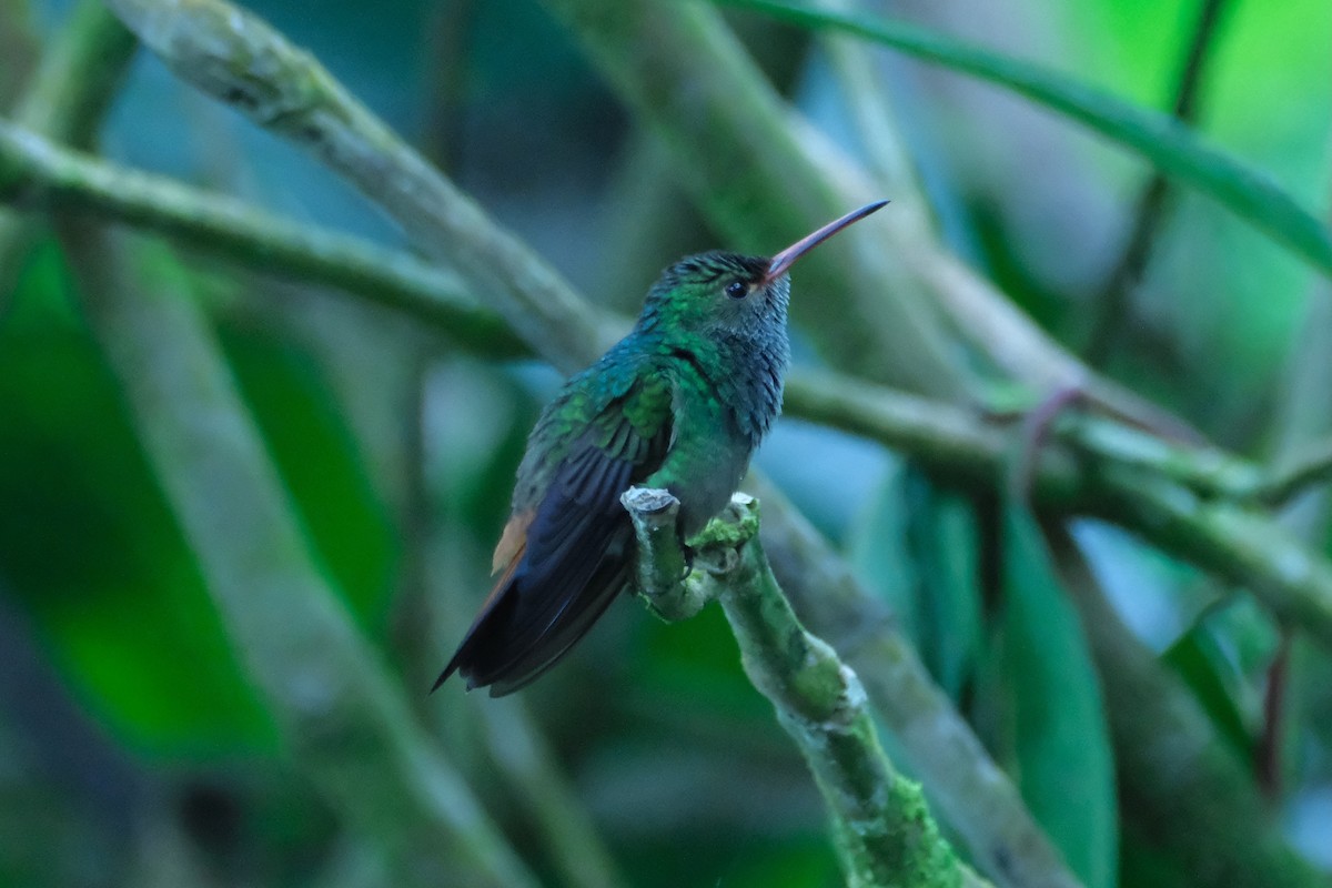 Rufous-tailed Hummingbird - ML646937776