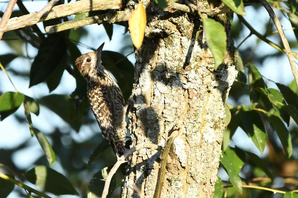 Полосатохвостый дятел - ML646937778