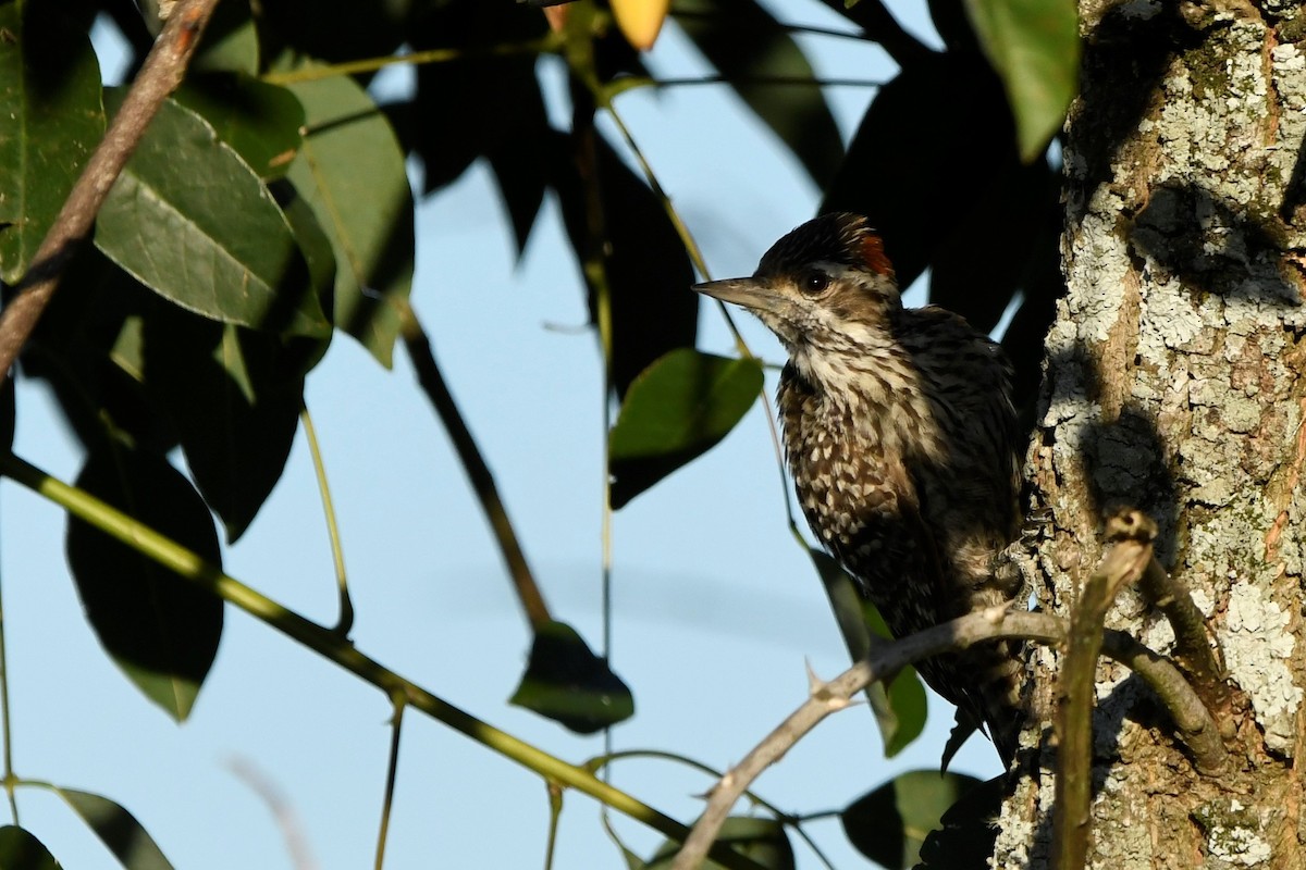 Полосатохвостый дятел - ML646937779