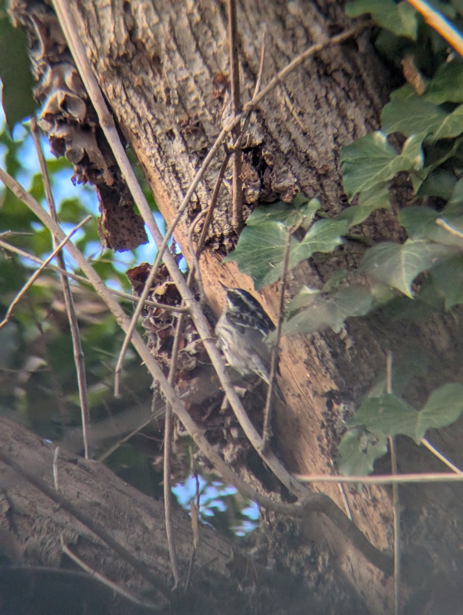 lesňáček černobílý - ML646937785