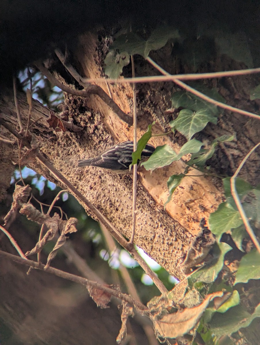 lesňáček černobílý - ML646937786