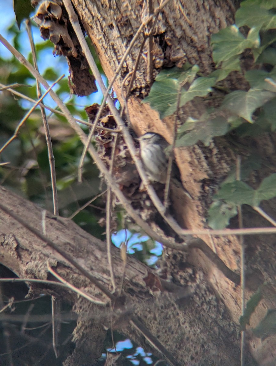 lesňáček černobílý - ML646937787