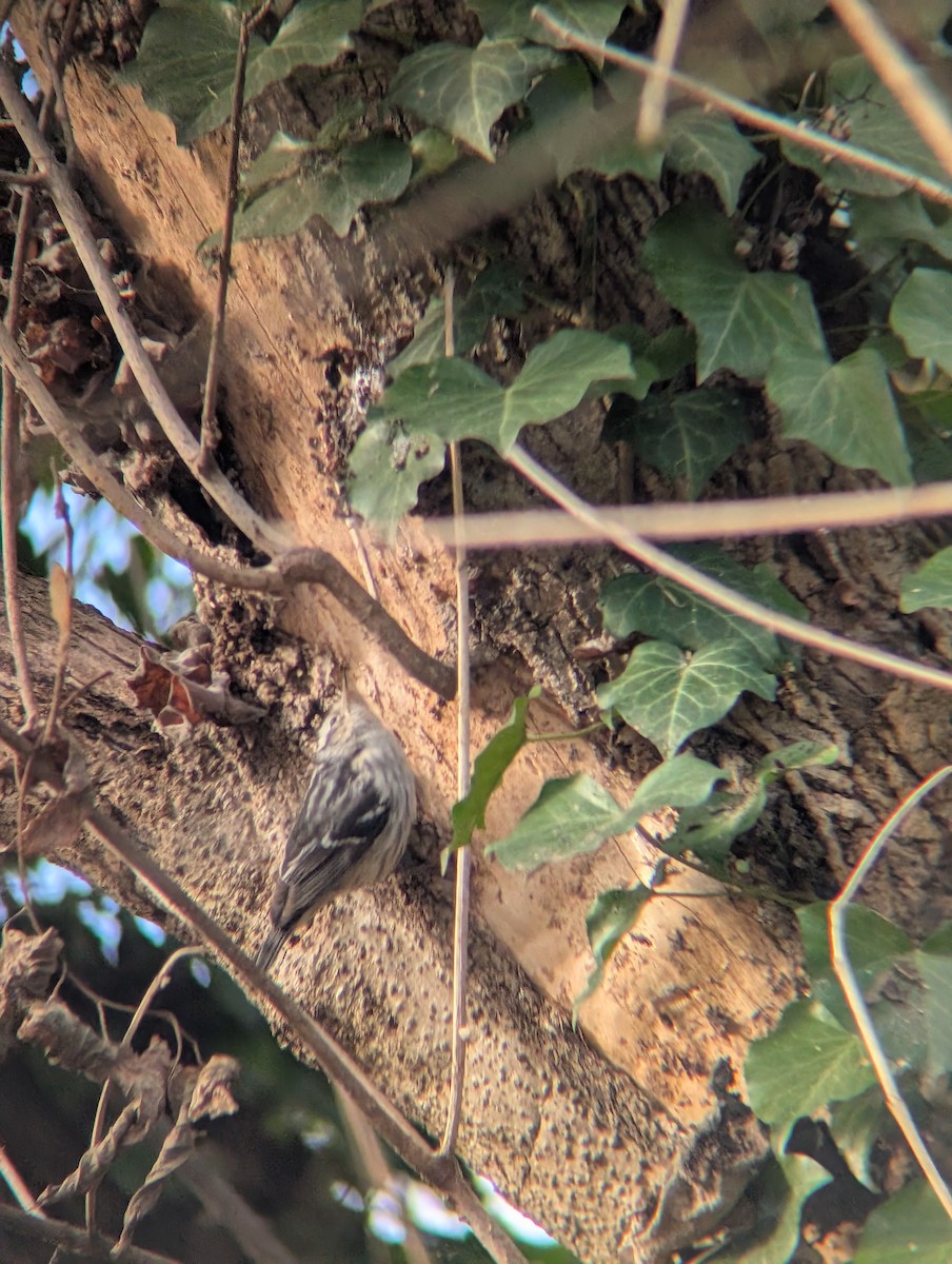 lesňáček černobílý - ML646937788