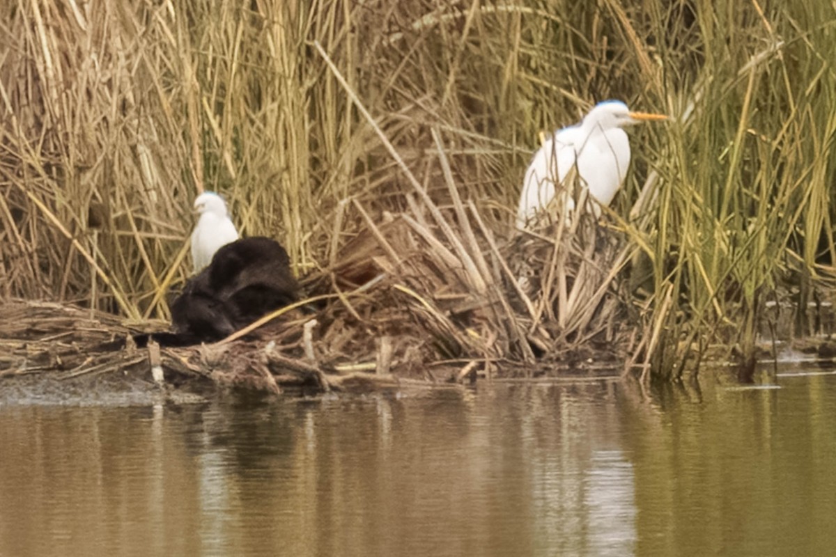 Harbor Seal - ML646937789