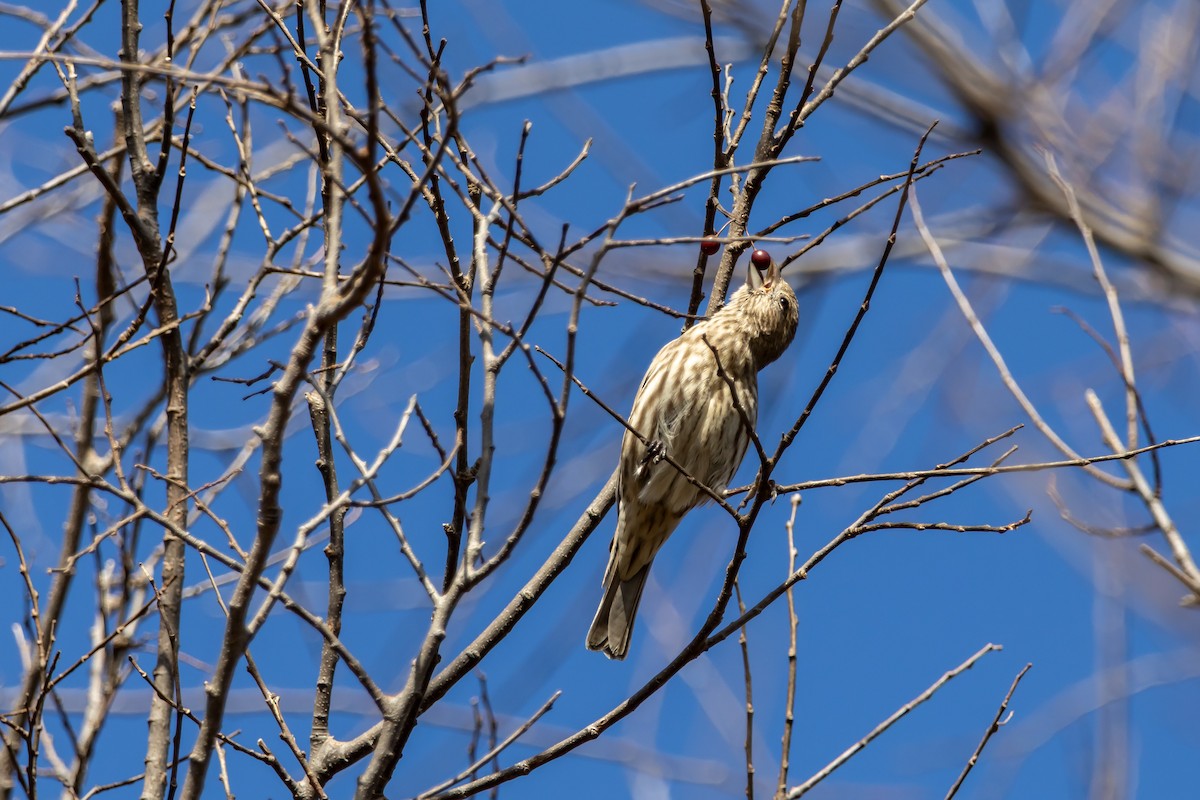 House Finch - ML646937791
