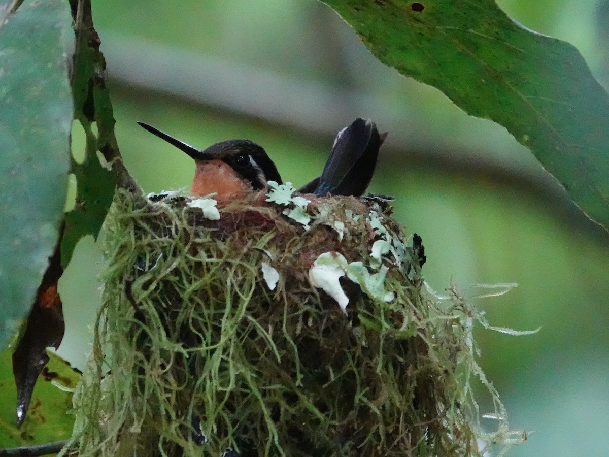 Purple-throated Mountain-gem - ML646937794