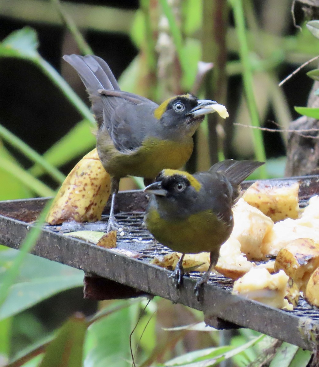 Dusky-faced Tanager - ML646937800