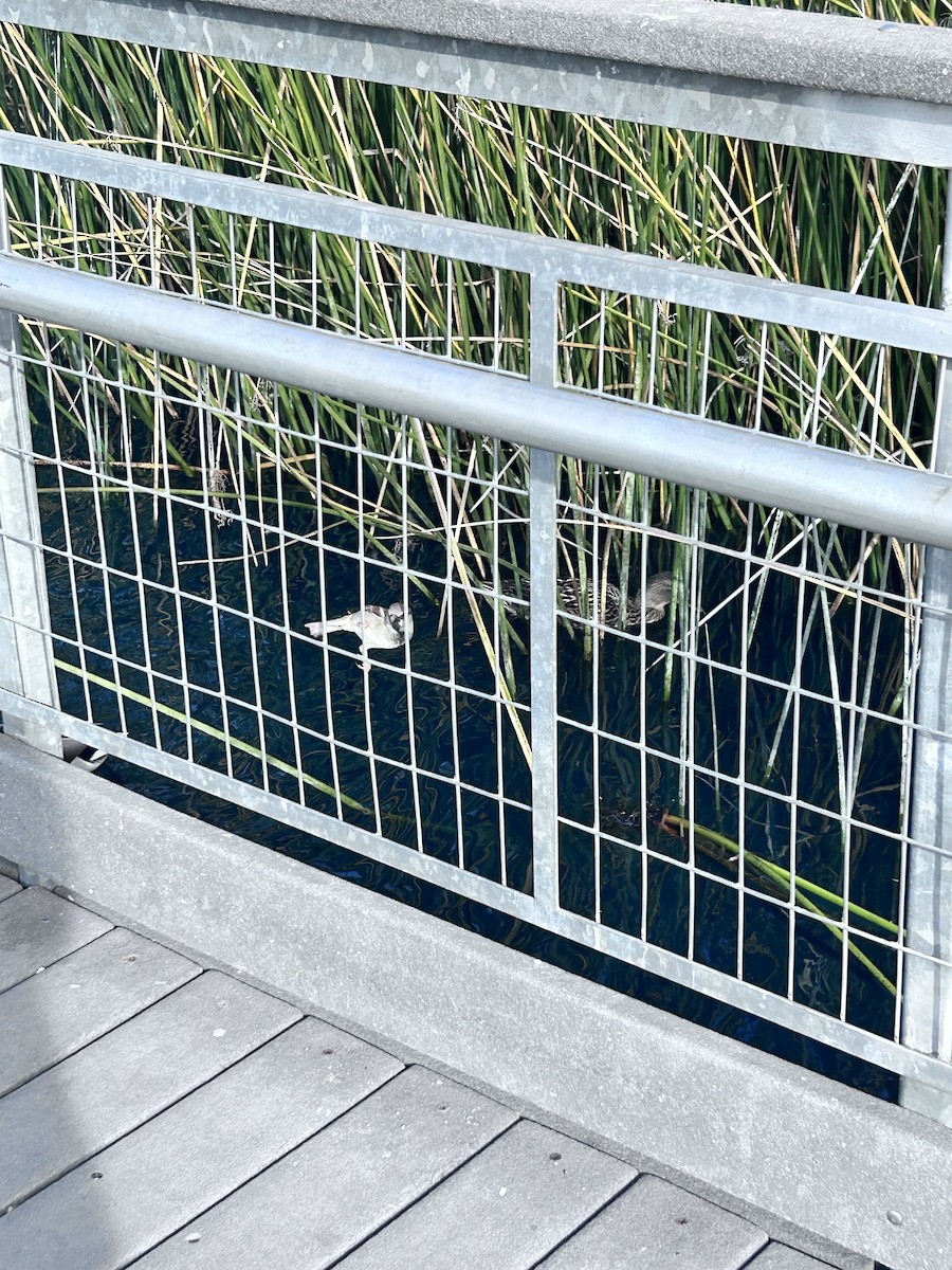 gråspurv - ML646937803