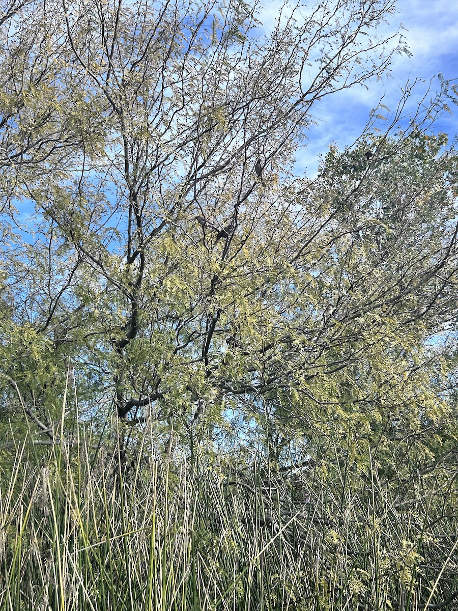 gråspurv - ML646937804