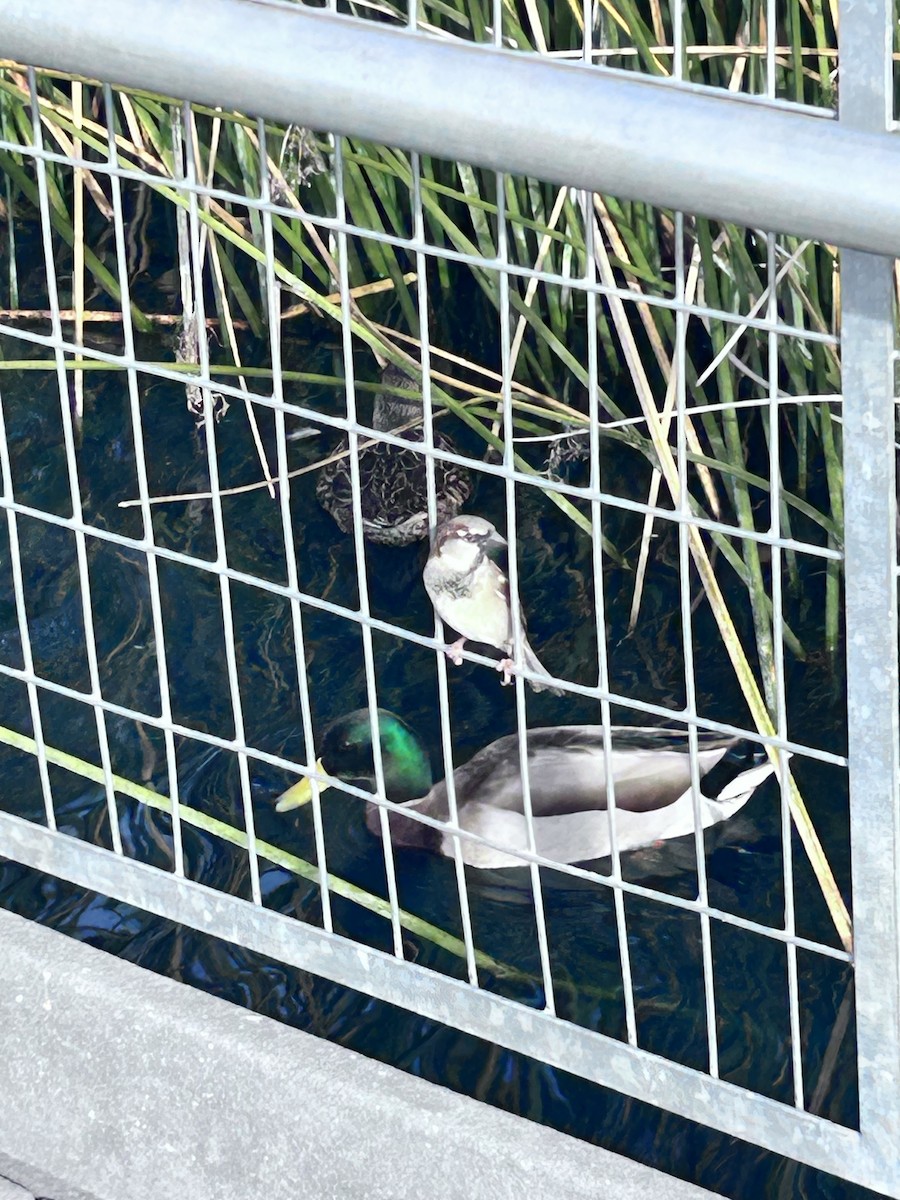 gråspurv - ML646937805