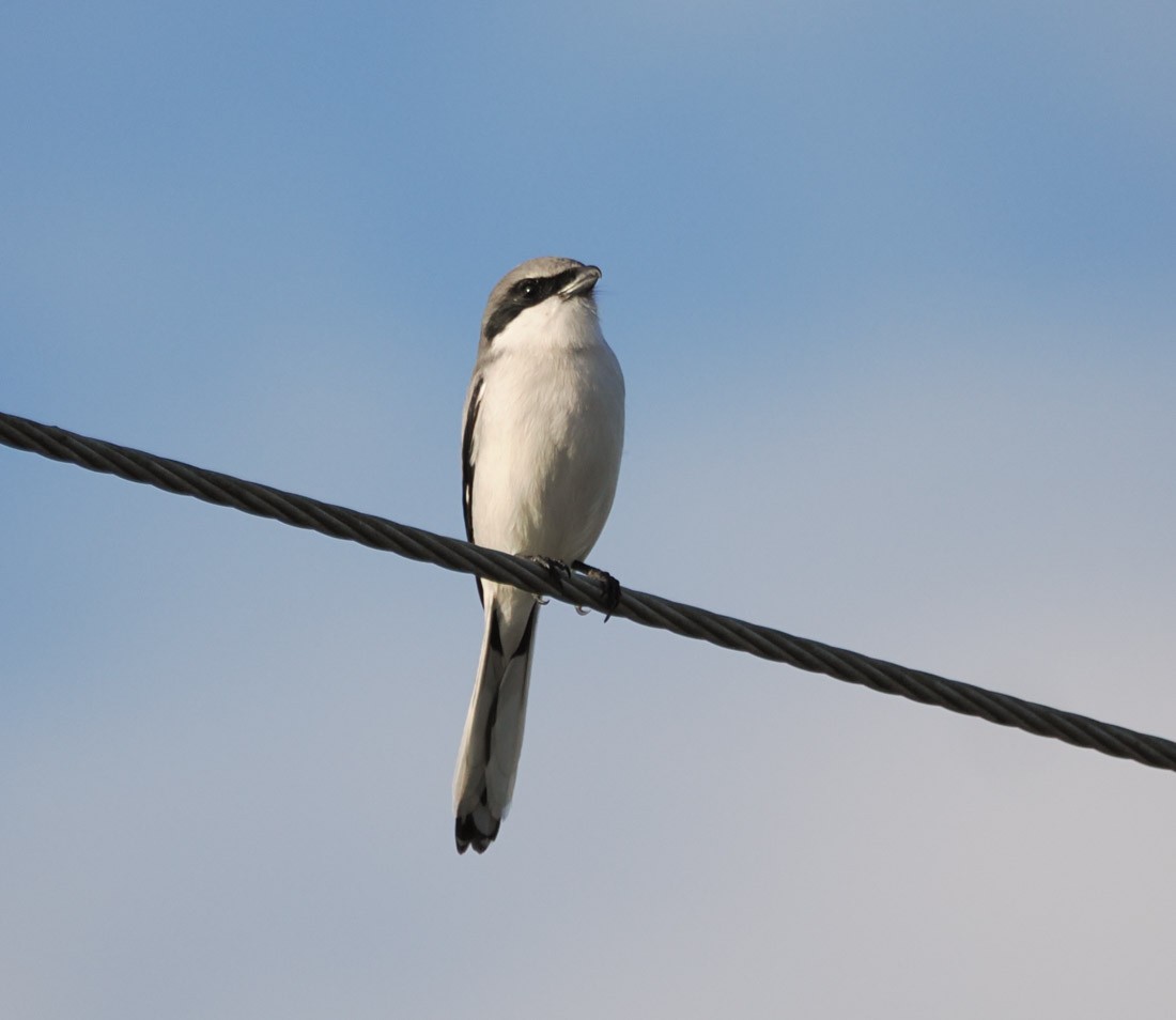 Pie-grièche migratrice - ML646937806