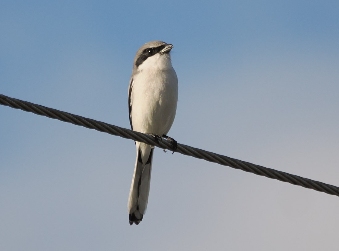 Pie-grièche migratrice - ML646937807