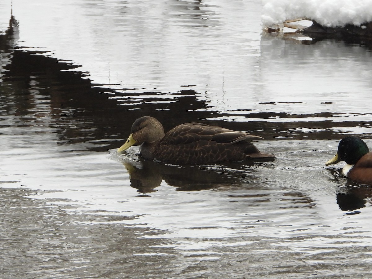 Ahate iluna - ML646937808