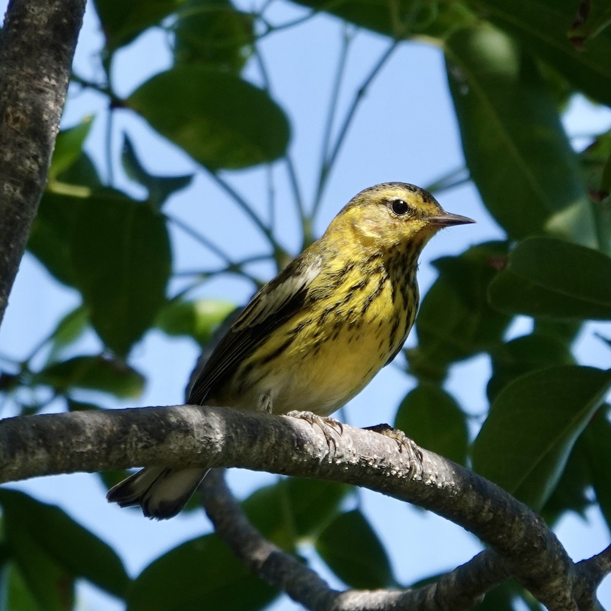 Cape May Warbler - ML646937809