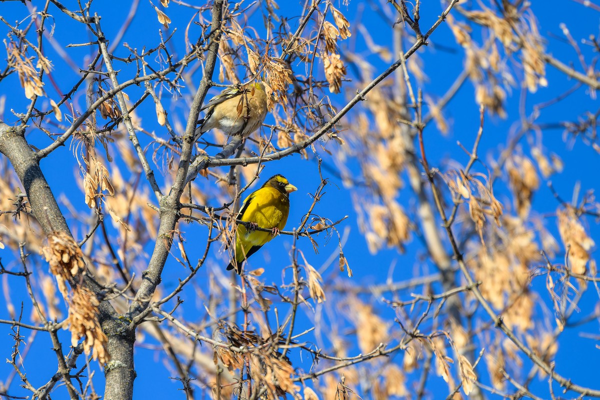 Evening Grosbeak - ML646937810