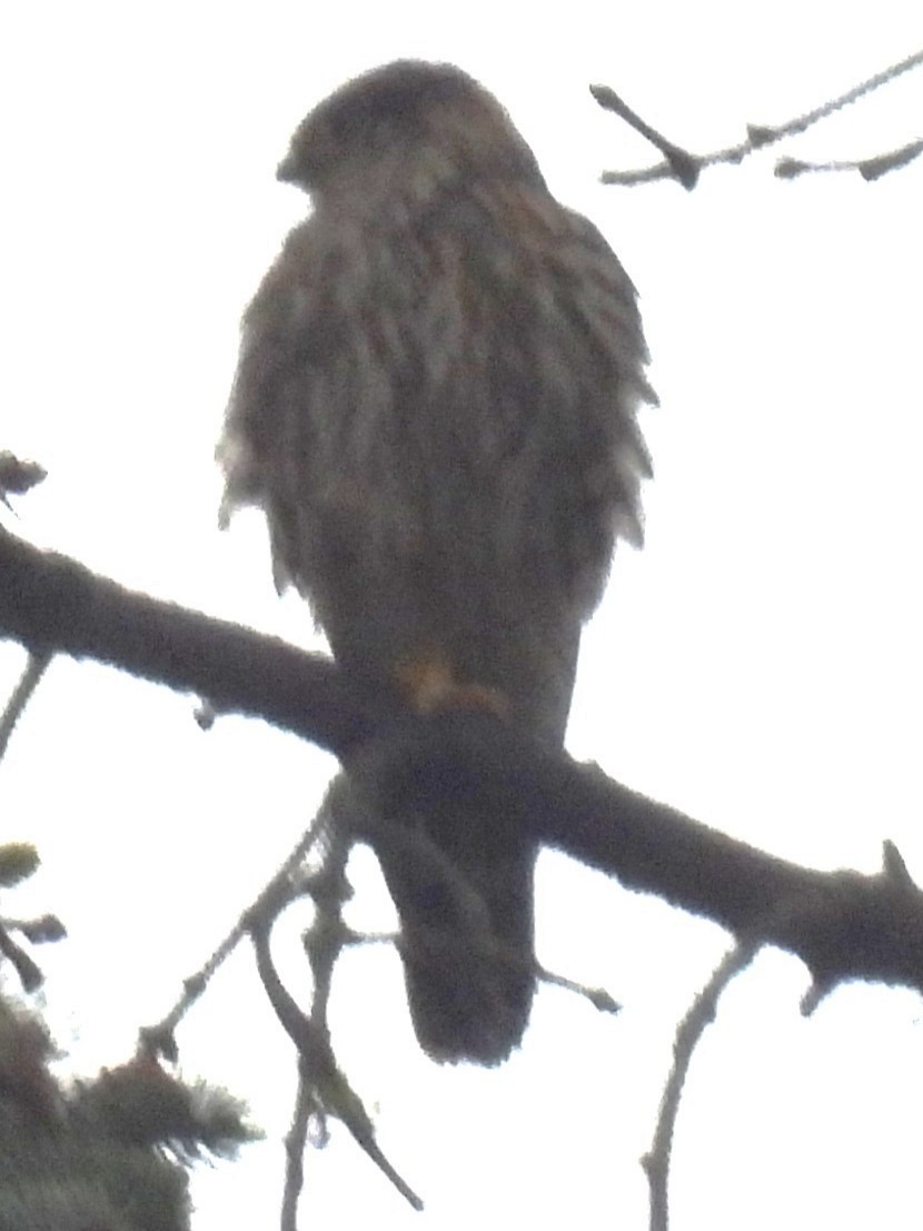 Підсоколик малий - ML646937814