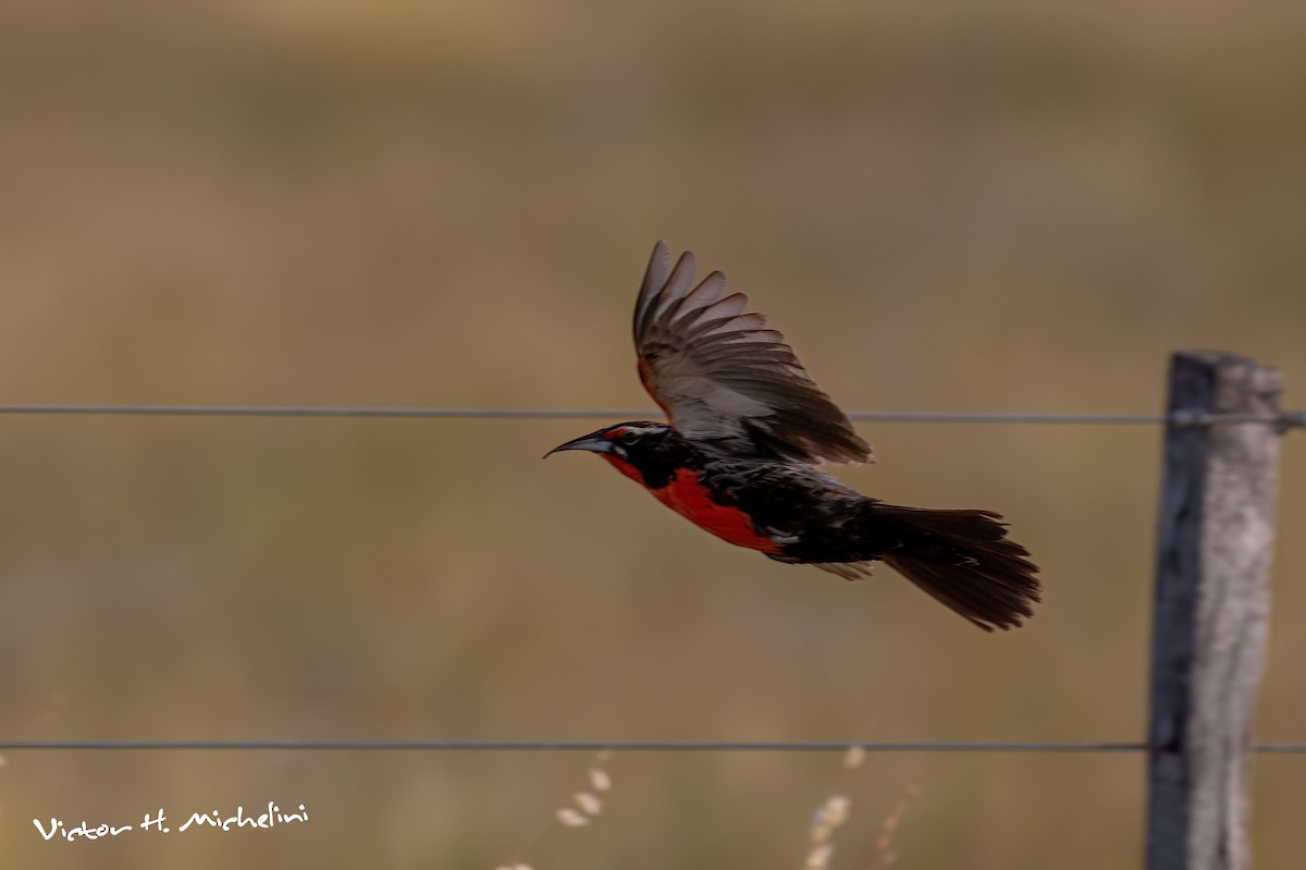 Long-tailed Meadowlark - ML646937823