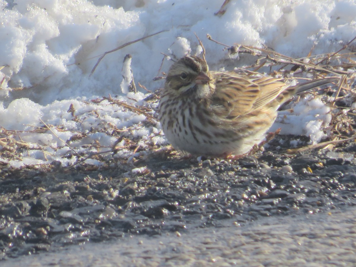 Savannah Sparrow - ML646937824