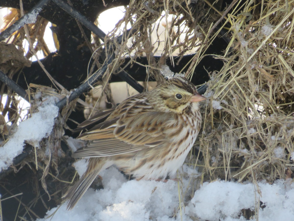 Savannah Sparrow - ML646937825