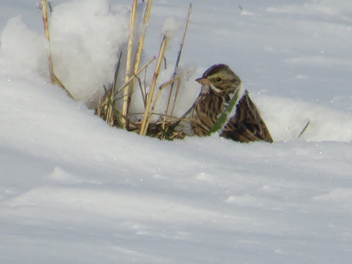 Savannah Sparrow - ML646937826