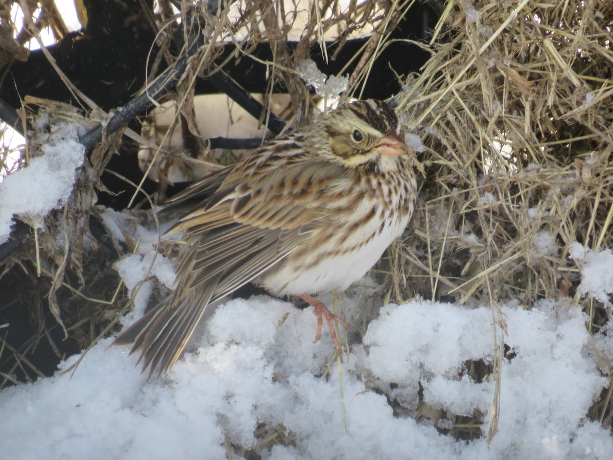 Savannah Sparrow - ML646937827