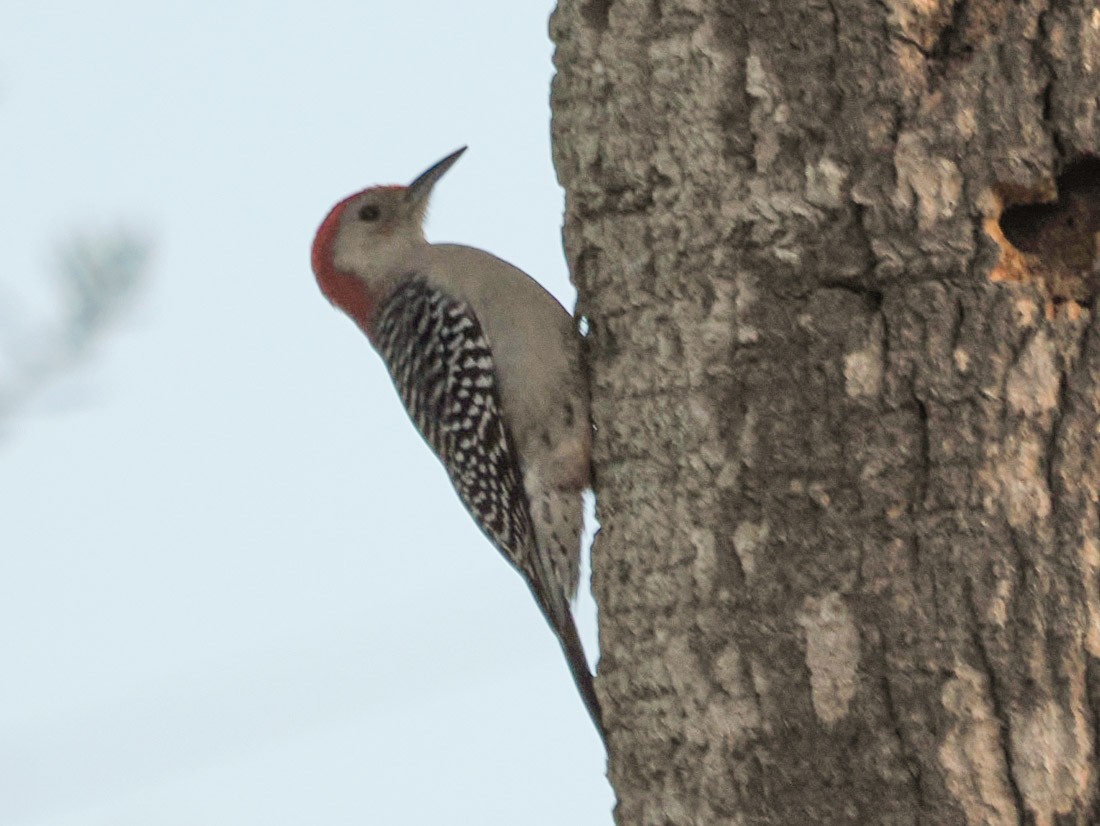 Pic à ventre roux - ML646937833