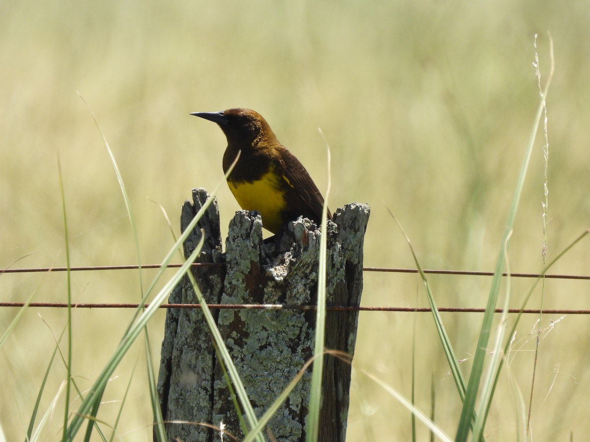 Brown-and-yellow Marshbird - ML646937834